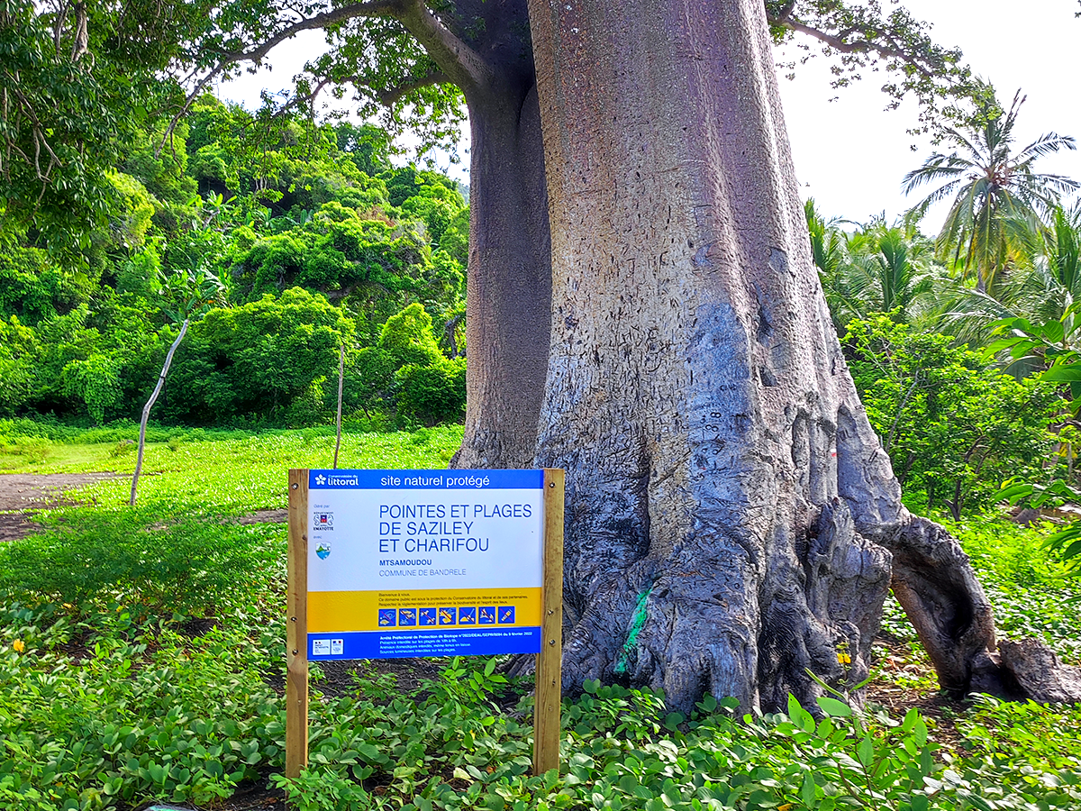 Panneau du site naturel protégé de Saziley et Charifou installé au pied d’un immense arbre à Mayotte